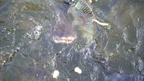 Slow motion big fish swimming in pond for eating food from feeding Stock Footage 133853136