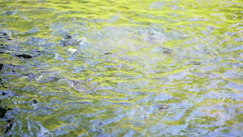 Slow motion big fish swimming in pond for eating food from feeding 動画素材 133853221