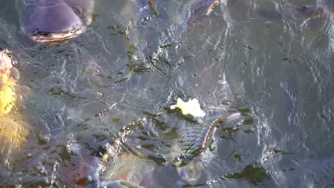 Slow motion big fish swimming in pond for eating food from feeding Video stock 133854024