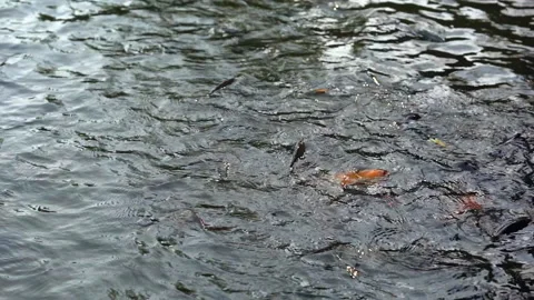 Slow motion big fish swimming in pond for eating food from feeding Vídeo Stock 133856255