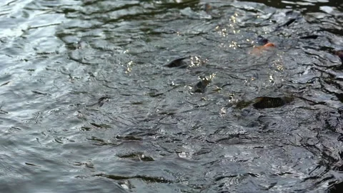 Slow motion big fish swimming in pond for eating food from feeding Stock Footage 133857252