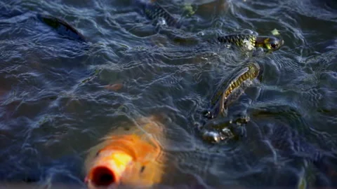 Slow motion big fish swimming in pond for eating food from feeding 動画素材 133858172