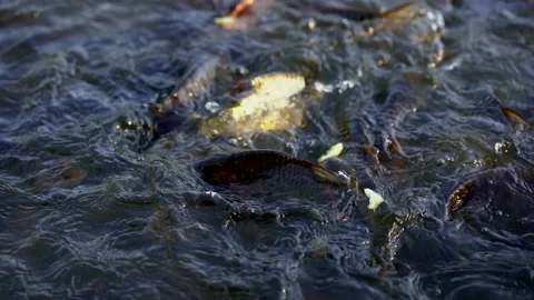 Slow motion big fish swimming in pond for eating food from feeding Stock Footage 133859599