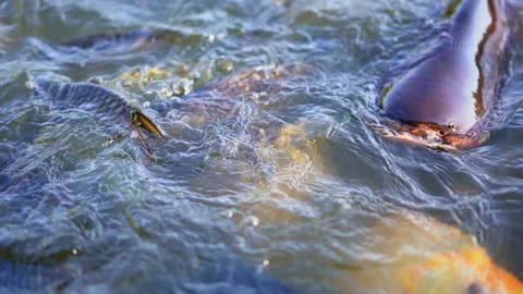 Slow motion big fish swimming in pond for eating food from feeding 動画素材 133860255