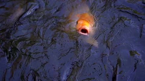 Slow motion big fish swimming in pond for eating food from feeding Stock Footage 134524471