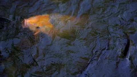 Slow motion big fish swimming in pond for eating food from feeding Stock Footage 134524682