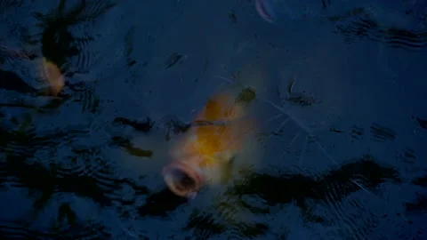 Slow motion big fish swimming in pond for eating food from feeding Video stock 134525533