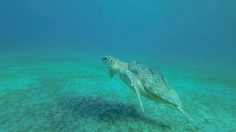 Slow motion, Big Sea turtle swim above seabed with green grass slowly swim up Stock Footage 197020593