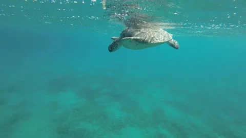 Slow motion, Big Sea turtle breathes, rests on the surface of water.   Stock Footage 197020602