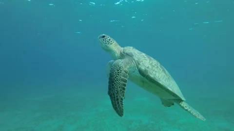 Slow motion, Big sea turtle slowly fly to the up in the blue water in sunrays.  Stock Footage 197020610