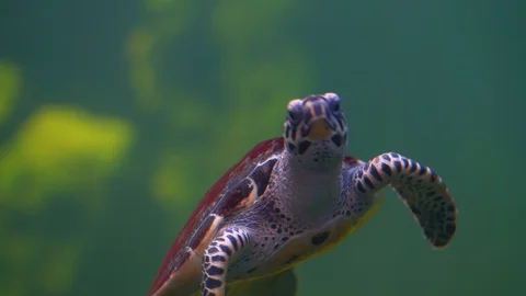 Slow motion big turtle swim and dive under water sea and light pass water beauty Stock Footage 121683256