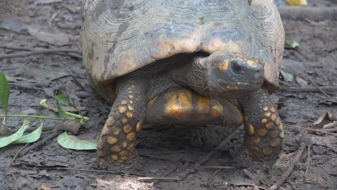 Slow motion of a big turtle walking towards camera in Colombia 스톡 동영상 109077720