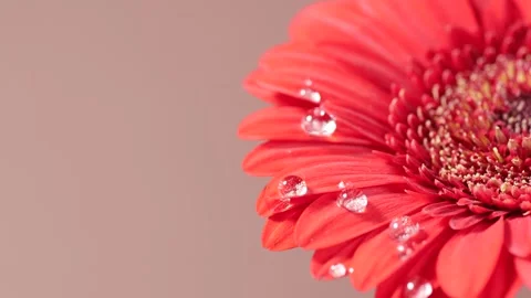 Slow motion of big water drops falling on coral or red gerbera daisy. Fresh.. Stock Footage 317314543