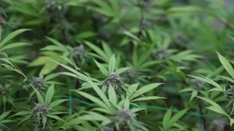 Slow motion of biological and ecological hemp plants in a greenhouse.pharma.. Stock Footage 336934538