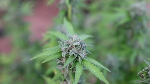 Slow motion of biological and ecological hemp plants in a greenhouse.pharma.. Stock Footage 336934580
