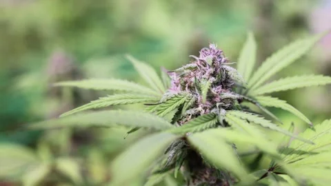 Slow motion of biological and ecological hemp plants in a greenhouse.pharma.. Stock Footage 336934915