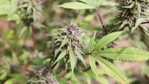 Slow motion of biological and ecological hemp plants in a greenhouse.pharma.. Stock Footage 336935029