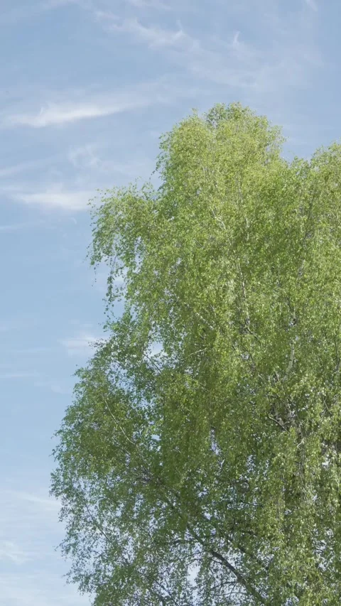 Slow Motion Birch Tree in Spring Wind Stock Footage 308389574