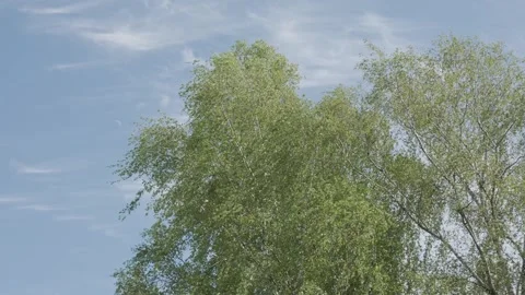 Slow Motion Birch Tree in Spring Breeze – Peaceful Wind Footage Stock Footage 308395916