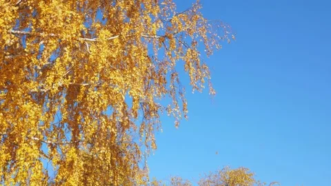 Slow motion birch with yellow leaves against the blue sky, autumn background. 스톡 동영상 211816664