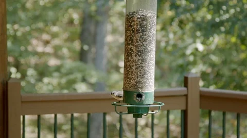 Slow Motion on Bird Feeder Video stock 116129200