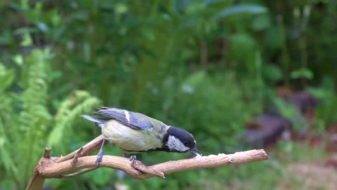 Slow motion bird feeding Stock Footage 142755000