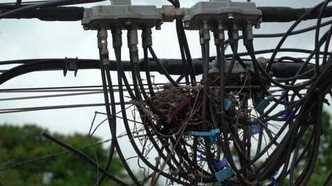 Slow Motion Bird Feeds Chick Nest Among Cables Power Lines Stock Footage 300728926