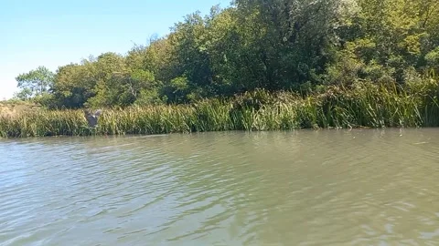 Slow Motion Bird in Flight. Eco trail Iskar Panega with a Boat Trip on the river Stock Footage 274398916