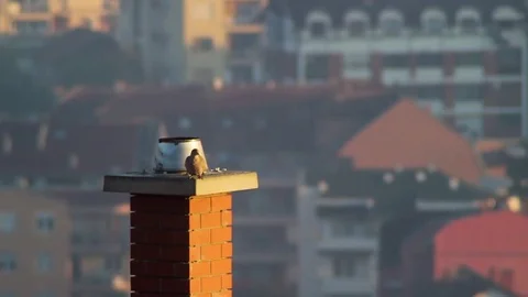 Slow Motion Bird in Flight Stock-Footage 81346796