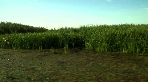 Slow motion of bird flight. Grey heron, taking off from the reeds Stock Footage 56564059