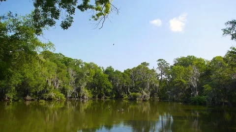 Slow Motion Bird Flight over Georgia Pond Beautiful Nature Photography 스톡 동영상 246988973