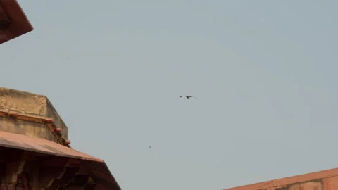 Slow Motion Bird Flight Over Agra Fort, Cinematic Wing Movement, Mughal 스톡 동영상 329784043