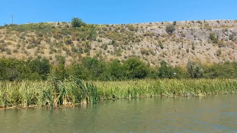 Slow Motion Bird in Flight. Side View. Eco trail Iskar Panega with a Boat Trip Stock Footage 274398292