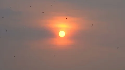 Slow motion bird flock flying on sunset silhouette on nature  库存影片 106742967