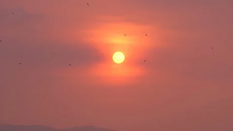 Slow motion bird flock flying on sunset silhouette on nature  Stock Footage 106743003