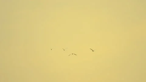 Slow motion bird flock flying on silhouette sky sunset background Stockbeeldmateriaal 238545307