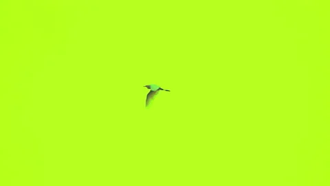 700+ Flock Of Birds Green Screen Stock Videos and Royalty-Free Footage -  iStock