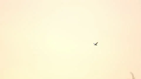 Slow motion bird flock flying on silhouette sky sunset background Video stock 238546927