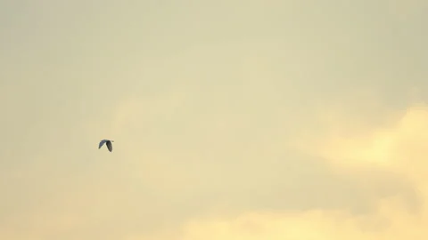 Slow motion bird flock flying on silhouette sky sunset background 動画素材 238550226