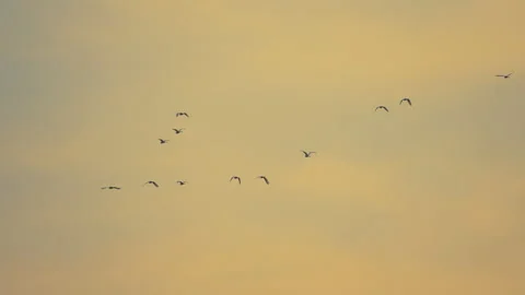 Slow motion bird flock flying on silhouette sky sunset background Vídeos de archivo 238551856