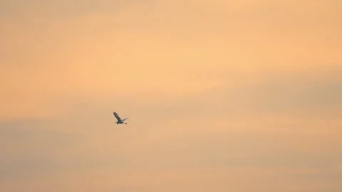 Slow motion bird flock flying on silhouette sky sunset background Vídeos de archivo 238552537