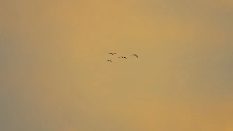 Slow motion bird flock flying on silhouette sky sunset background Video stock 238553884