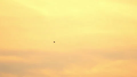 Slow motion bird flock flying on silhouette sky sunset background Vídeo Stock 238553959