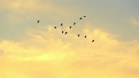 Slow motion bird flock flying on silhouette sky sunset background Stock Footage 238554040