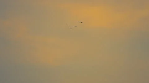 Slow motion bird flock flying on silhouette sky sunset background Video stock 238554193