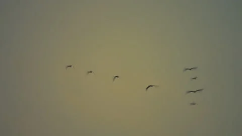 Slow motion bird flock flying on silhouette sky sunset background Stock-Footage 238555756