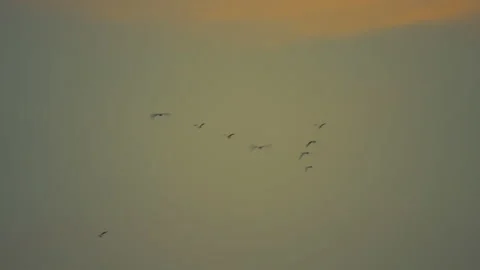 Slow motion bird flock flying on silhouette sky sunset background Stock-Footage 238555832