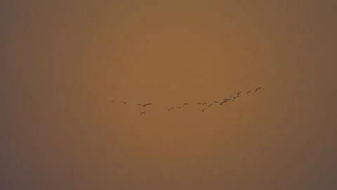 Slow motion bird flock flying on silhouette sky sunset background Stockbeeldmateriaal 238558816