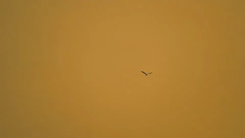 Slow motion bird flock flying on silhouette sky sunset background 库存影片 238562754