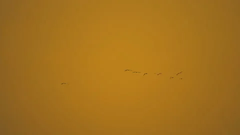 Slow motion bird flock flying on silhouette sky sunset background Video stock 238571321